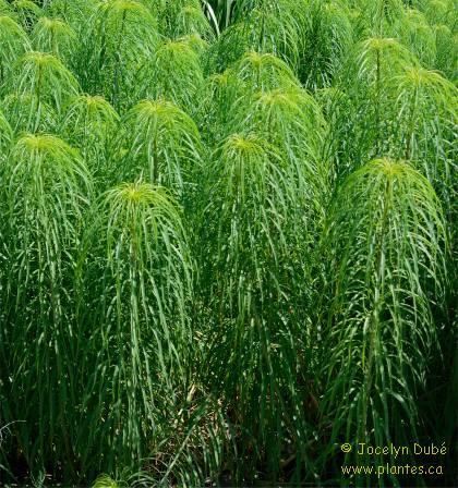 Photo d'H�lianthe � feuilles de saule - Helianthus salicifolius