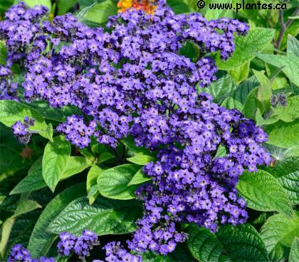 Photo d'H�liotrope hybride - Heliotropium x hybridum