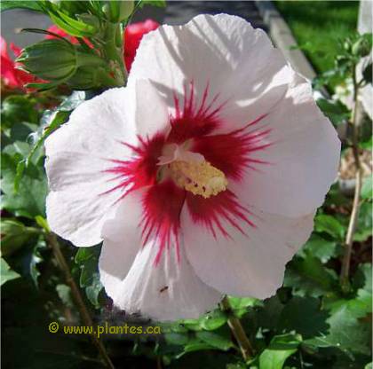 Photo de Ketmie de Syrie - Hibiscus syriacus 'Helene'