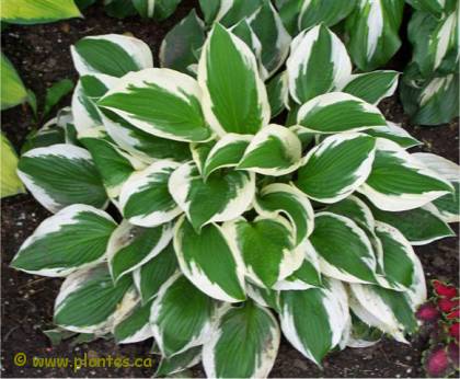Photo d'Hosta Patriot - Hosta fortunei 'Patriot'
