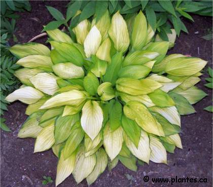Photo d'Hosta Gold standard - Hosta fortunei 'Gold standard'