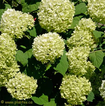 Photo d'Hortensia de Virginie- Hydrangea arborescens