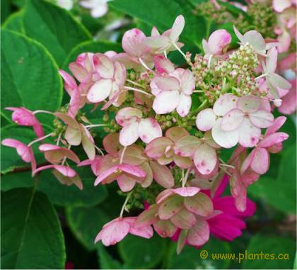 Photo d'Hydrang�e Pink diamond - Hydrangea paniculata 'Pink Diamond'