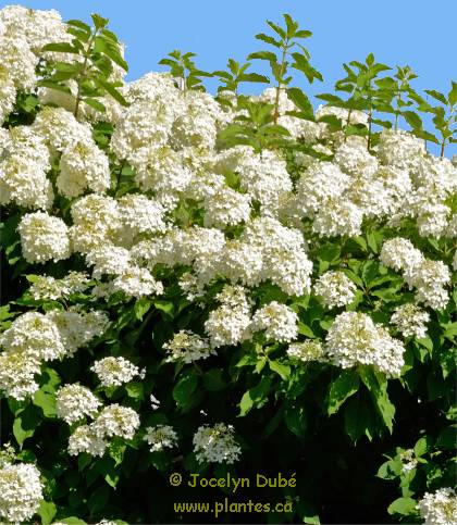 Photo d'Hydrang�e panicul�e - Hydrangea paniculata