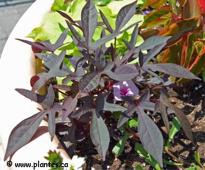 Photo de Patate douce 'Blackie' - Ipomoea batatas 'Blackie'