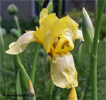 Photo d'Iris des jardins - Iris germanica