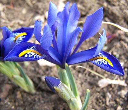 Photo d'Iris r�ticul� - Iris reticulata