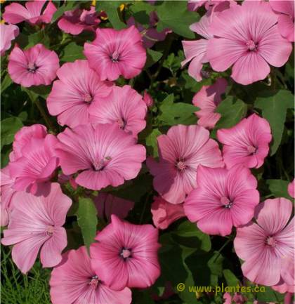 Photo de Lavat�re � grande fleurs Silver cup - Lavatera trimestris 'Silver cup'
