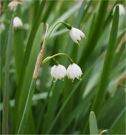 Photo de Niv�ole d'�t� - Leucojum aestivum