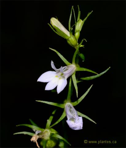 Photo de lob�lie gonfl�e - Lobelia inflata