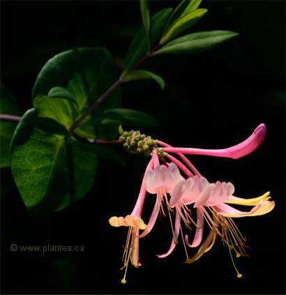 Photo de Ch�vrefeuille grimpant - Lonicera heckrottii