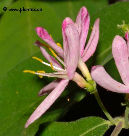 Fleurs de Ch�vrefeuille de Tartarie - Lonicera tatarica