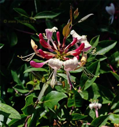 Fleurs de ch�vrefeuille grimpant