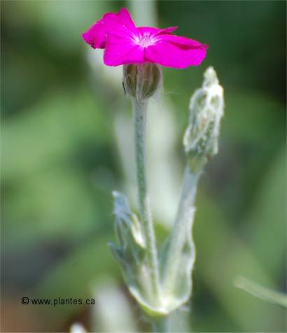 Photo de Coquelourde des jardins - Lychnis coronaria