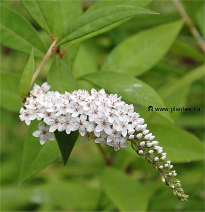 Photo de fleurs de Lysimaque � feuilles de cl�thre - Lysimachia clethroides