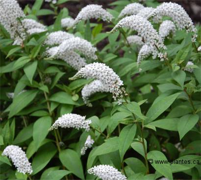 Photo de Lysimaque � feuilles de cl�thre - Lysimachia clethroides