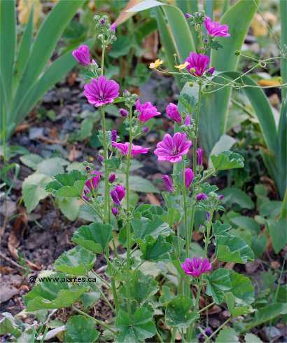 Photo de Grande mauve sylvestre - Malva sylvestris
