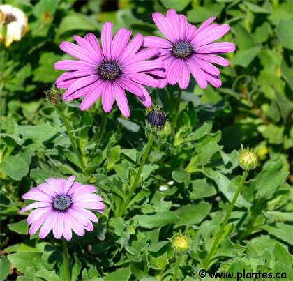 Photo de Marguerite africaine - Osteospermum jucundum