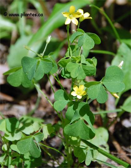 Photo d'Oxalide de montagne - Oxalis stricta