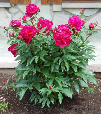 Photo de Pivoine - Paeonia lactiflora