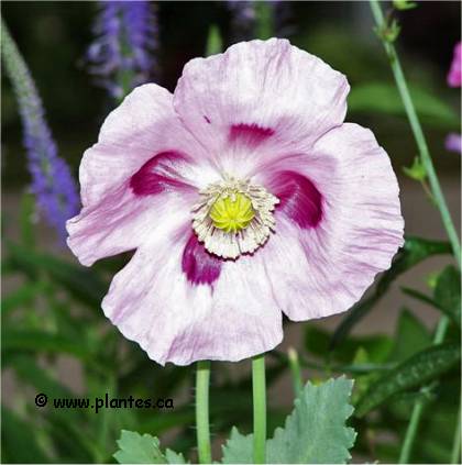 Photo de Pavot � opium - Papaver somniferum