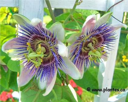 Photo de Passiflore bleue - Passiflora caerulea