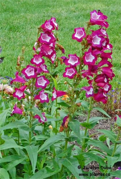 Photo de Penst�mon digitale - Penstemon digitalis