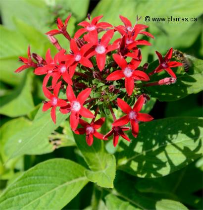 Photo de pentas lanceolata aux fleurs rouges