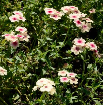 Photo de Phlox de Drummond - Phlox drummondii