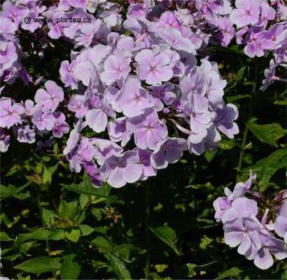Photo de Phlox panicul� - Phlox paniculata