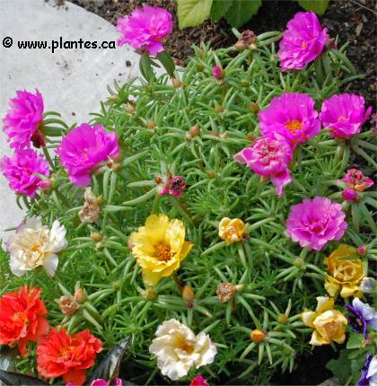 Photo de Pourpier � grandes fleurs - Portulaca grandiflora