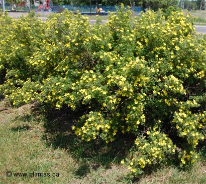 Photo de potentille arbustive 'Goldfinger' - Potentilla fruticosa 'Goldfinger'