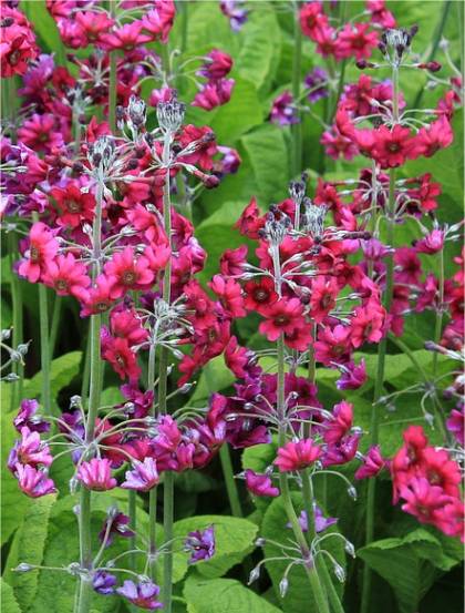 Photo de Primev�re du Japon - Primula japonica