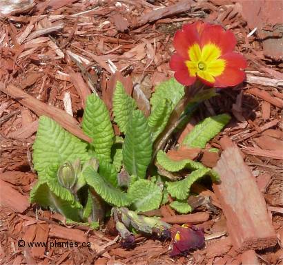 Photo de primev�re des jardins - Primula polyantha