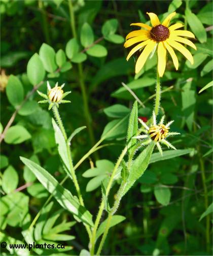 Photo de Rudbeckie hérissée - Rudbeckia hirta