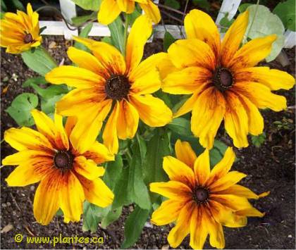 Photo de Rudbeckie hérissée - Rudbeckia hirta 'Indian summer'