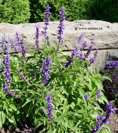 Photo de Sauge farineuse - Salvia farinacea