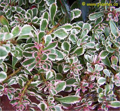 Photo d'orpin du kamtchatka - Sedum kamtschaticum