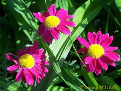 Photo de pyr�thre - Tanacetum coccineum