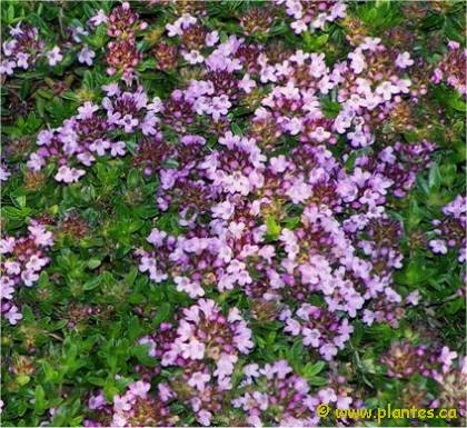 Photo de Thym pr�coce - Thymus praecox