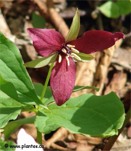 Photo de trille rouge - Trillium erectum
