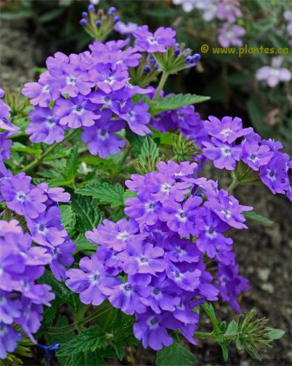 Photo de Verveine hybride - Verbena x hybrida