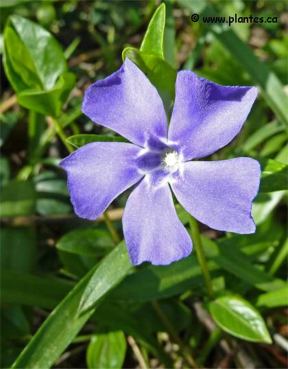 Photo de fleur de petite pervenche - Vinca minor