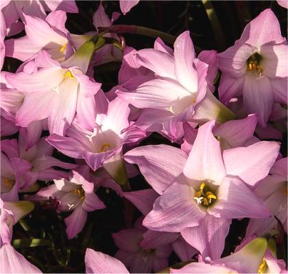 Photo de Lis z�phyr - Zephyranthes grandiflora
