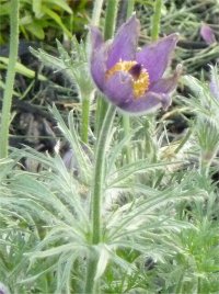 Photo d'an�mone pulsatille - Anemone pulsatilla