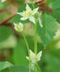 Photo de fleurs d'an�mone de Virginie - Anemone virginiana