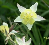 Aquilegia Mc Kana Music - Photo d'une fleur d'ancolie