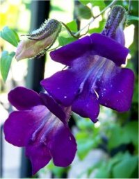 Asarina scandens Bleu indigo