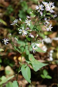 Photo d'aster � feuilles cord�es - Aster cordifolius