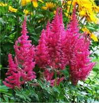 Astilbe arendsii Rheinland - Astilbe hybride